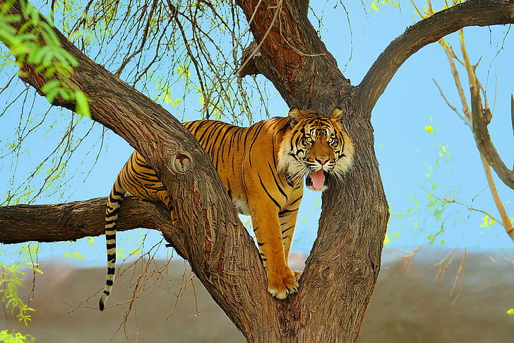 Тигр на дереве, тигр, суматран, хищник, дерево, морда, HD обои