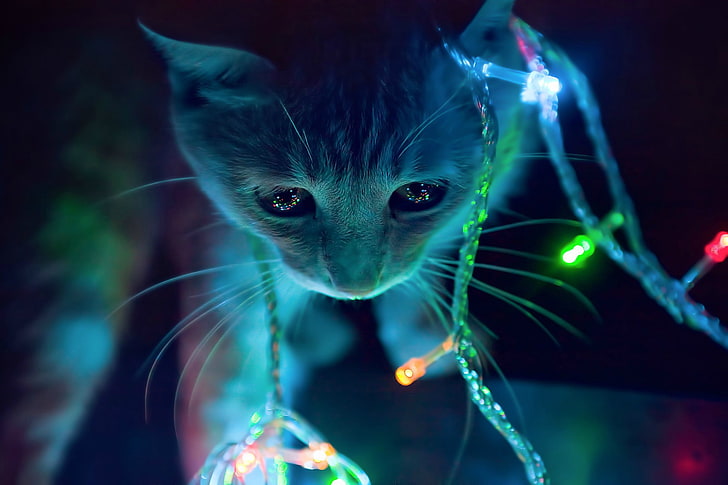 แมว tabby, แมวใส่สายไฟ LED, มีสีสัน, สัตว์, แมว, ไฟคริสต์มาส, ลูกแมว, สีฟ้า, มาโคร, วอลล์เปเปอร์ HD