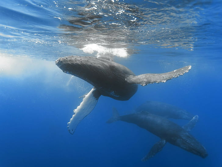 balena, animali, Sfondo HD