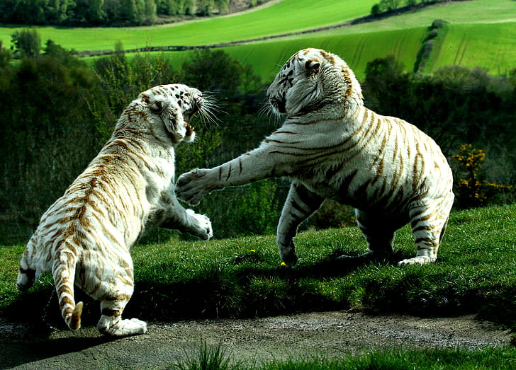 battle, liger, lion, predator, tiger, HD wallpaper