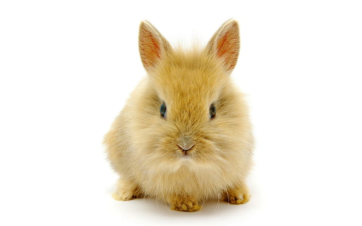 Kelinci HD Putih, kelinci coklat, hewan, putih, kelinci, kelinci, Wallpaper HD