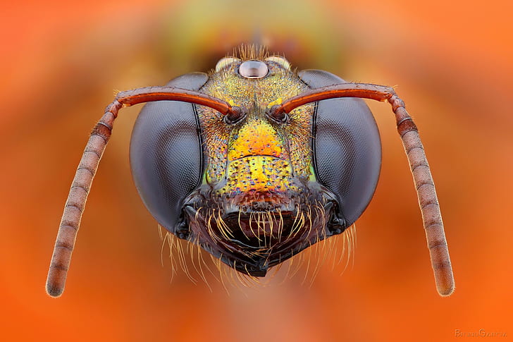 lebah, closeup, Wallpaper HD