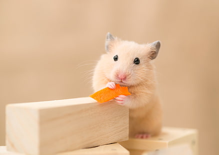 hewan hamster, Wallpaper HD HD wallpaper