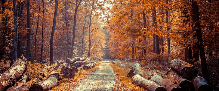 tree logs, log, fall, forest, road, HD wallpaper