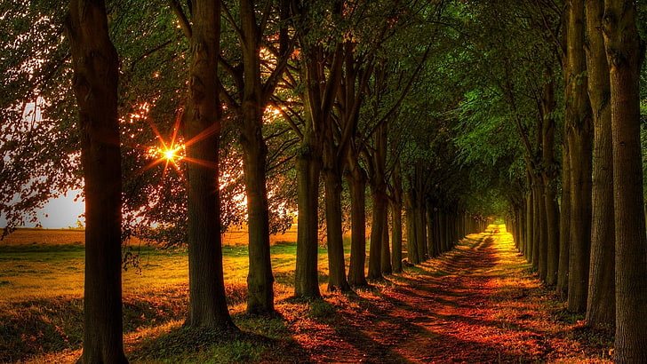la nature, forêt, des bois, soleil, arbre, ruelle, rayon de soleil, chemin, lumière, lumière du soleil, rayons, ruelle, matin, Fond d'écran HD