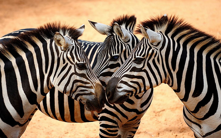African Zebras-Desktop HD Wallpaper สำหรับโทรศัพท์มือถือแท็บเล็ตและ PC-3840 × 2400, วอลล์เปเปอร์ HD