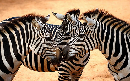Zebras africanas-Desktop HD papel de parede para telefones móveis-Tablet e PC-3840 × 2400, HD papel de parede HD wallpaper