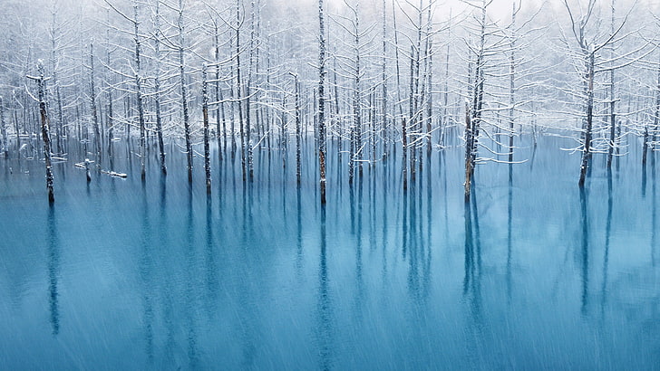 شجرة بلا أوراق ، جليد ، بحيرة مجمدة ، طبيعة ، أشجار، خلفية HD