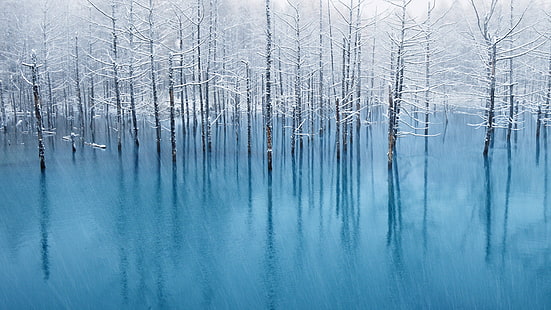 yapraksız ağaç, buz, donmuş göl, doğa, ağaçlar, HD masaüstü duvar kağıdı HD wallpaper