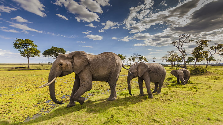 حيوانات الفيلة في حديقة مقاطعة ماساي مارا في كينيا خلفيات سطح المكتب عالية الدقة للهواتف المحمولة والكمبيوتر 3840 × 2160، خلفية HD