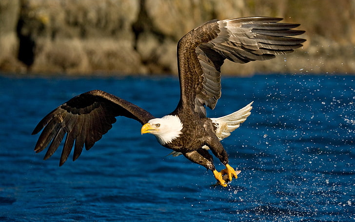 Weißkopfseeadler, Flug, Flügel, Adler, Gischt, Vogel, Wasser, HD-Hintergrundbild