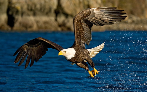 Weißkopfseeadler, Flug, Flügel, Adler, Gischt, Vogel, Wasser, HD-Hintergrundbild HD wallpaper