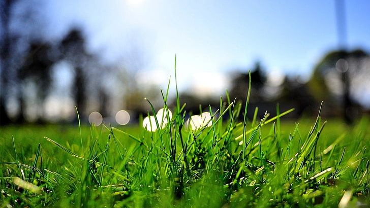 grünes Gras, Gras, Rasen, hell, HD-Hintergrundbild