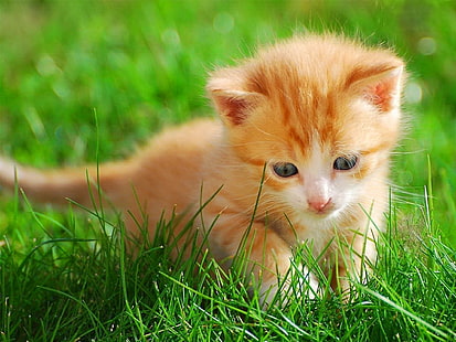 bedårande katt Liten kattunge i gräset Djur Katter HD-konst, grön, gräs, söt, kattunge, katt, bedårande, HD tapet HD wallpaper