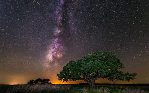 lila und beige milchstraße, sterne, weltraum, galaxie, bäume, milchstraße, gras, HD-Hintergrundbild HD wallpaper