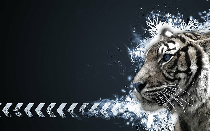 white tigers, tiger, animals, simple background, blue eyes, HD wallpaper