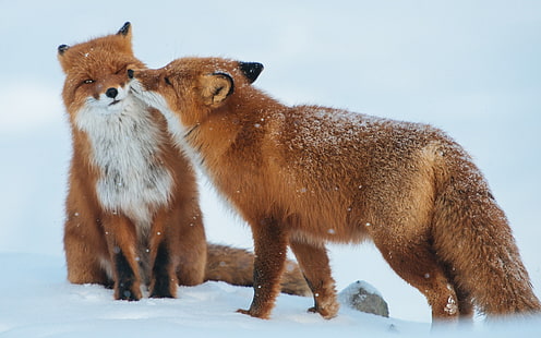Лиса пара снег зима-животное HD обои, две рыжие лисы, HD обои HD wallpaper