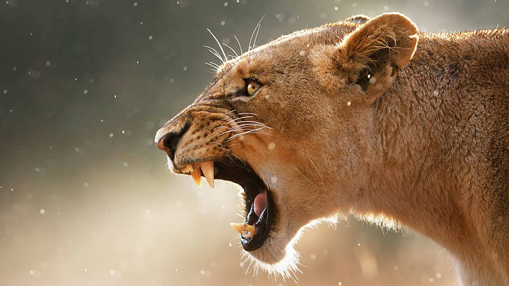 cabeça, gato grande, leão, dentes, zangado, rugido, rugindo, leoa, HD papel de parede