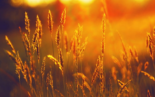 пшеница, лето, закат, колосья, HD обои HD wallpaper