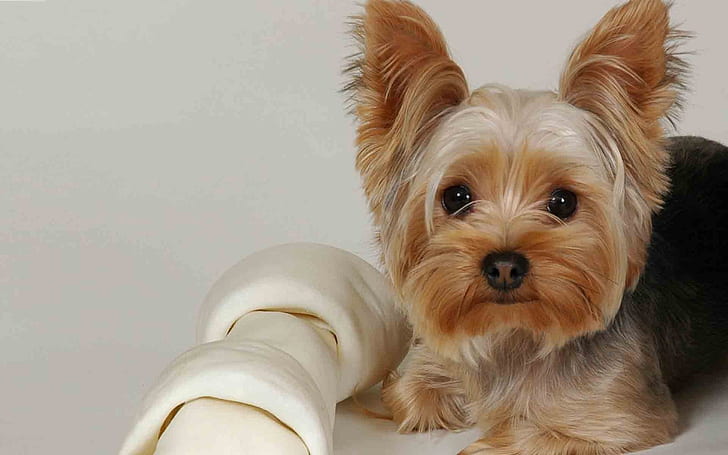 yorkshire terrier, lying, fabric, face, beautiful, dog, HD wallpaper