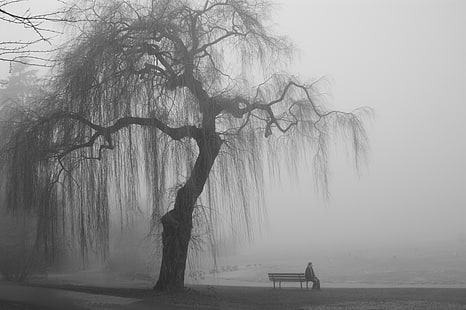 silhouette photo of person sitting on bench beside the tree, landscape, alone, men, trees, nature, monochrome, bench, mist, people, HD wallpaper HD wallpaper