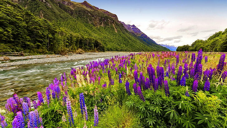 Paisaje flores silvestres púrpura lupino flor costa montaña río rocas grava pino bosque cielo fondos de pantalla para escritorio 1920 × 1080, Fondo de pantalla HD