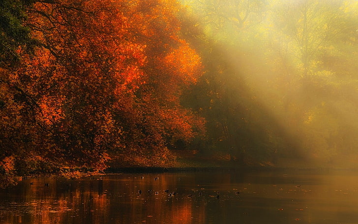 природа, пейзаж, река, лес, осень, туман, солнечные лучи, деревья, атмосфера, солнечный свет, листья, HD обои
