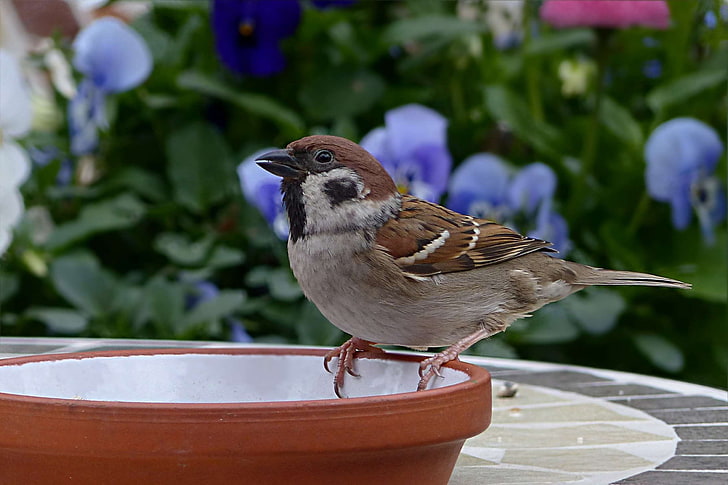 bird, foraging, garden, passer domesticus, sparrow, sperling, spring, HD wallpaper