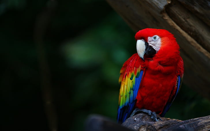 Papagei mit roten Federn, Ara, Schnabel, Rot, Feder, Papagei, Ara, Schnabel, HD-Hintergrundbild