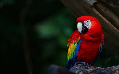 Red feather parrot, macaw, beak, Red, Feather, Parrot, Macaw, Beak, HD wallpaper HD wallpaper