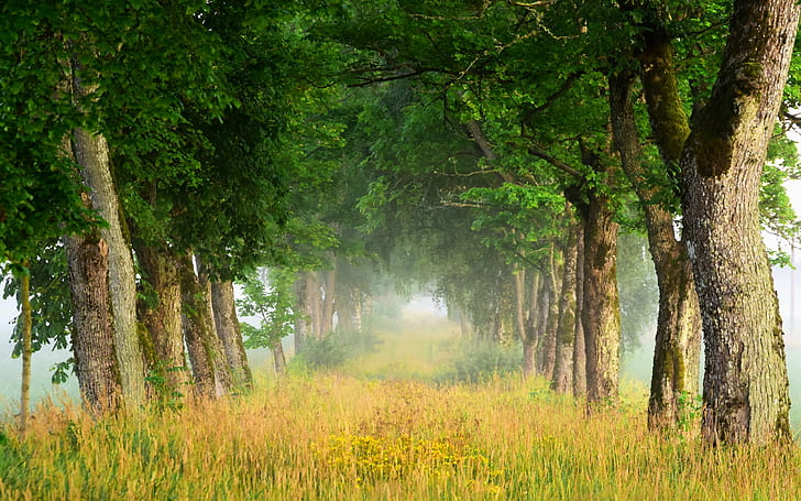 Letnia sceneria przyrody, drzewa, trawa, mgła, świt, zielone liście drzew, lato, przyroda, krajobrazy, drzewa, trawa, mgła, świt, Tapety HD