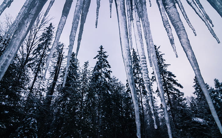 Icicle Winter Trees Forest HD, nature, trees, forest, winter, icicle, HD wallpaper