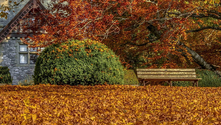 червен и кафяв флорален килим, есен, листа, пейка, HD тапет
