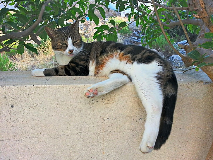 แมวสีขาวสีน้ำตาลและสีดำสัตว์แมว, วอลล์เปเปอร์ HD