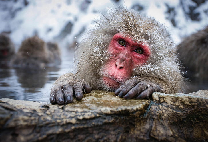 stones, looks, Japanese macaque, HD wallpaper