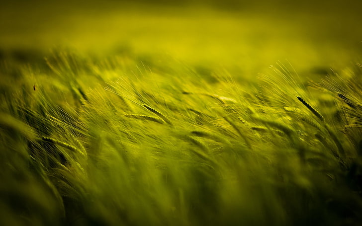 green wheat field, field, green, spikelets, HD wallpaper