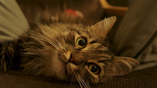 kucing kucing abu-abu, kucing, binatang, Wallpaper HD HD wallpaper