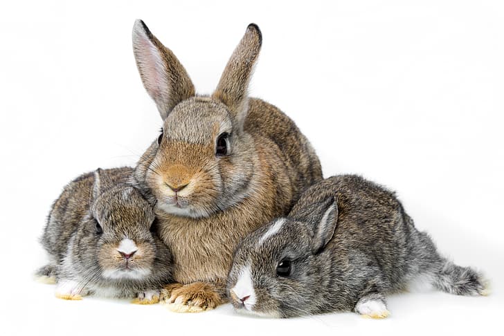 family, rabbits, white background, cubs, Trinity, HD wallpaper