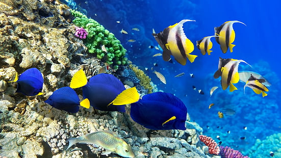 korallrev, fotografi, korallrevfisk, fisk, fiskar, pomacentridae, rev, korall, under vattnet, vatten, stenig korall, HD tapet HD wallpaper