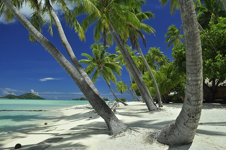 Земя, плаж, Френска Полинезия, лагуна, палма, Таити, тропици, HD тапет