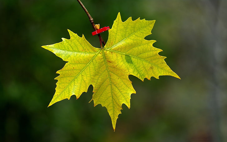 maple leaf fall-Macro photography HD Wallpaper, yellow maple leaf, HD wallpaper