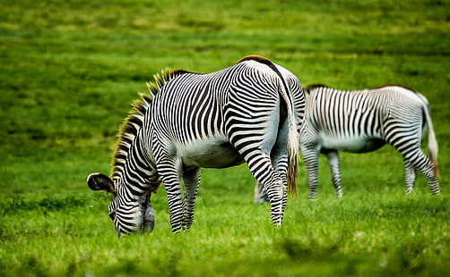 two white-and-black zebras, white, black, zebras, landscape, nature, wildlife, zebra, striped, animal, mammal, africa, safari Animals, black Color, animals In The Wild, plain, grass, horse Family, savannah, outdoors, HD wallpaper HD wallpaper