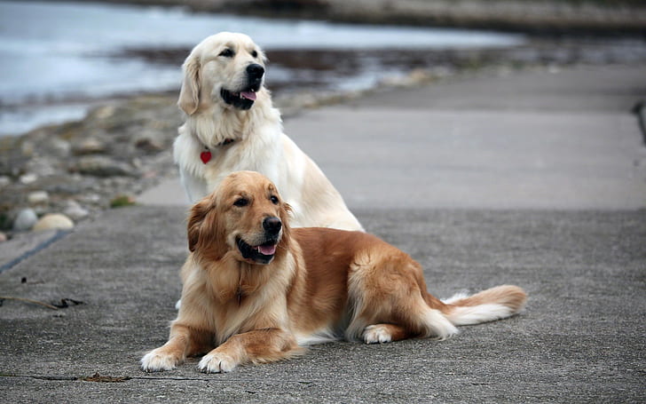 Hunde, Tiere, Golden Retriever, ein heller und ein dunkler Golden Retriever, Hunde, Tiere, Golden Retriever, HD-Hintergrundbild
