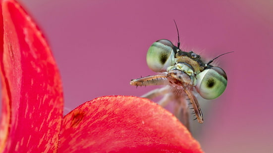 Gottesanbeterin, Insekt, Tiere, HD-Hintergrundbild HD wallpaper