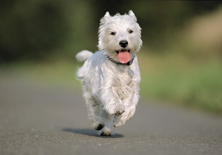 vuxen West Highland white terrier, hund, löpning, asfalt, väg, HD tapet