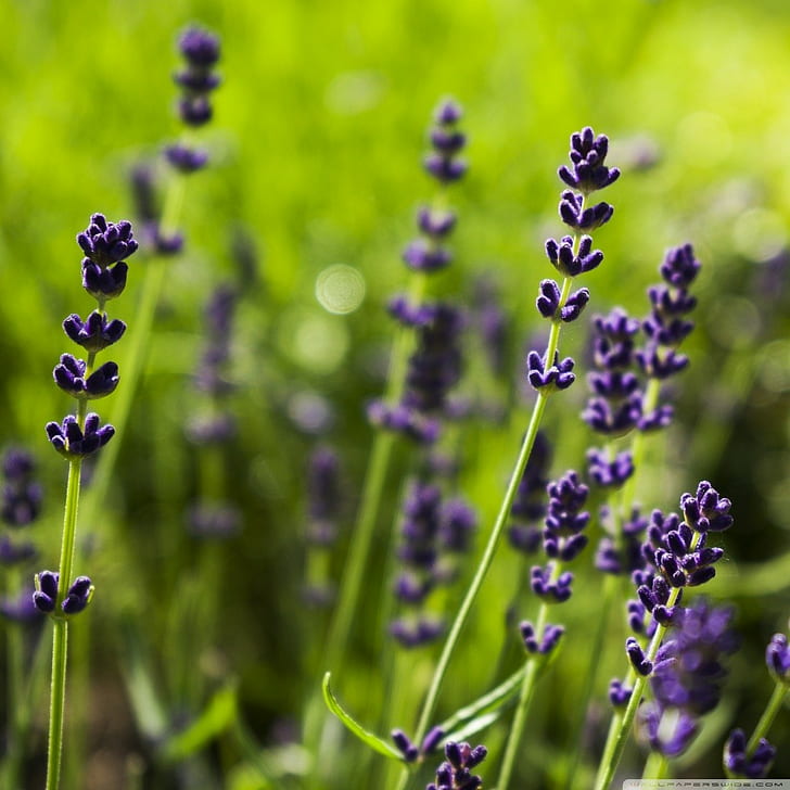 lavender, purple flowers, depth of field, HD wallpaper
