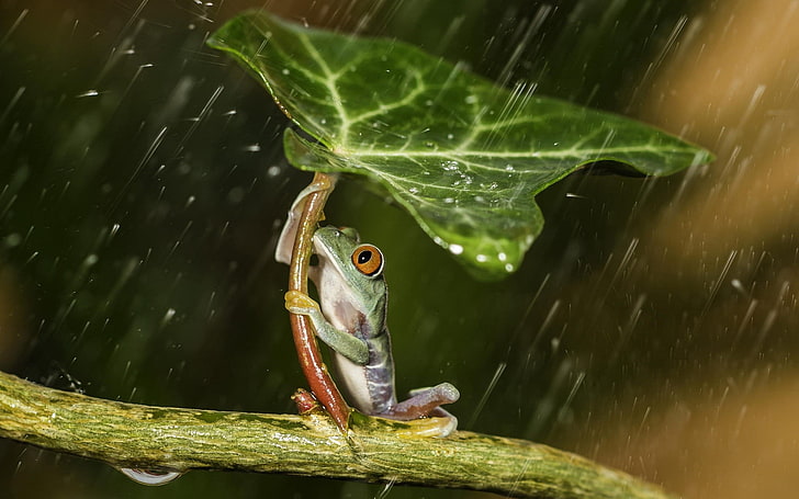 빨간색 나무 개구리, 비가 오는 동안 녹색 잎을 들고 녹색 개구리, 자연, 동물, 개구리, 잎, 식물, 비, 물, 물방울, 양서류, 매크로, HDR, HD 배경 화면