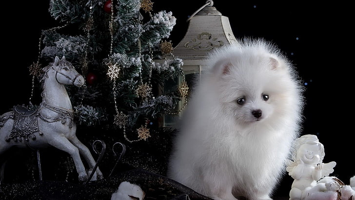 christmas, pomeranian dog, dog, pomeranian, dog breed, mammal, christmas decoration, christmas tree, snout, HD wallpaper