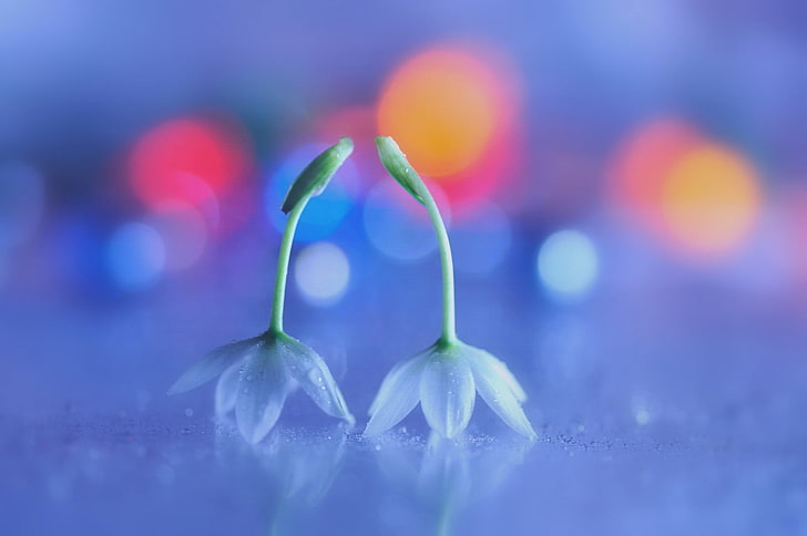 макро фотография на две бели листни цветя, цветя, боке, бели цветя, HD тапет