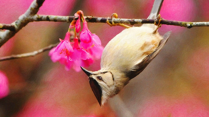 brown and white bird with bird, birds, painting, pink flowers, twigs, upside down, titmouse, HD wallpaper